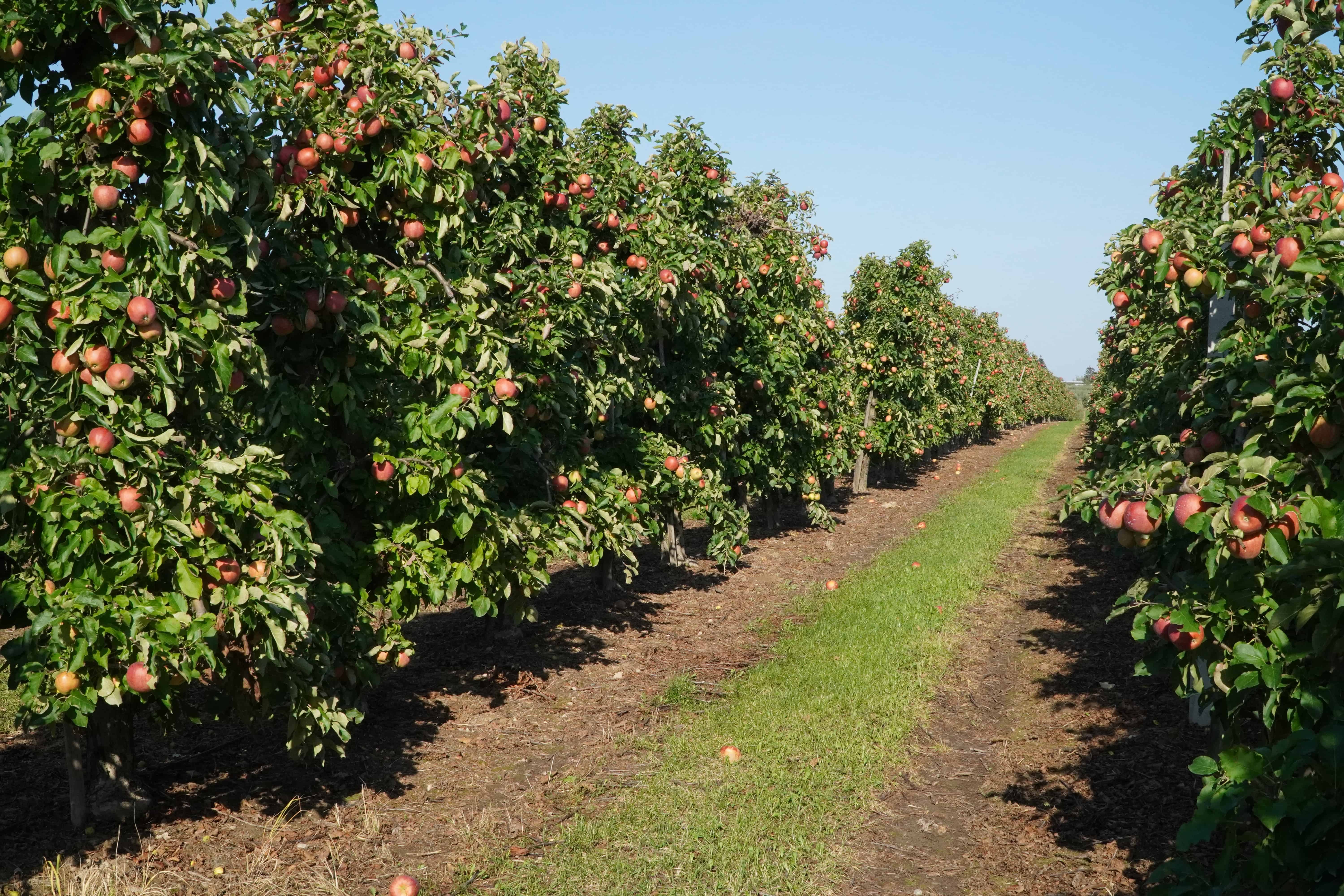 Unia Owocowa w Estonii o polskim sadownictwie