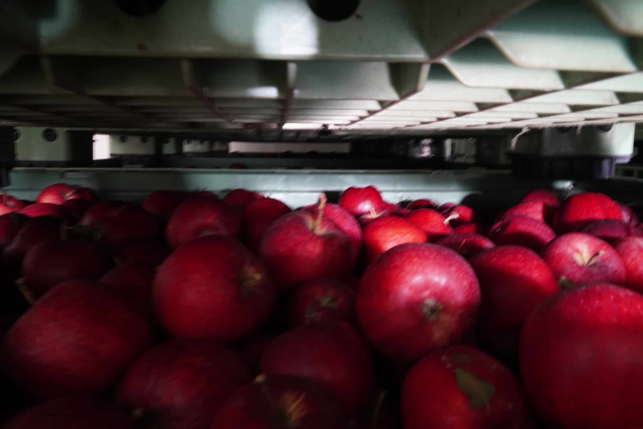 Zbiory jabłek zakończone, ceny powinny się ustabilizować