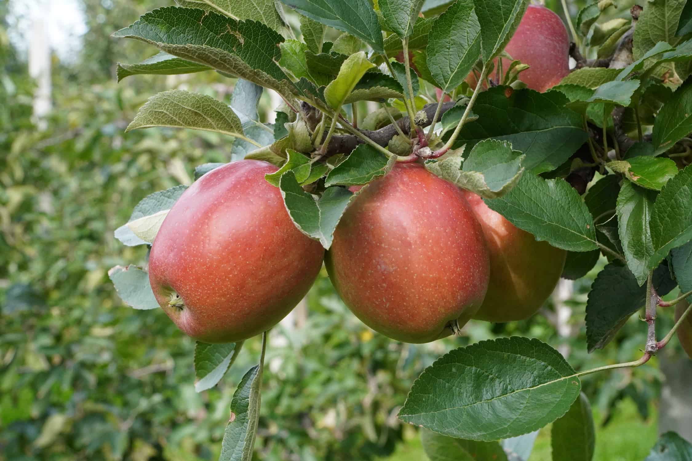 Kilka ciekawostek na temat niemieckiego rynku jabłek 