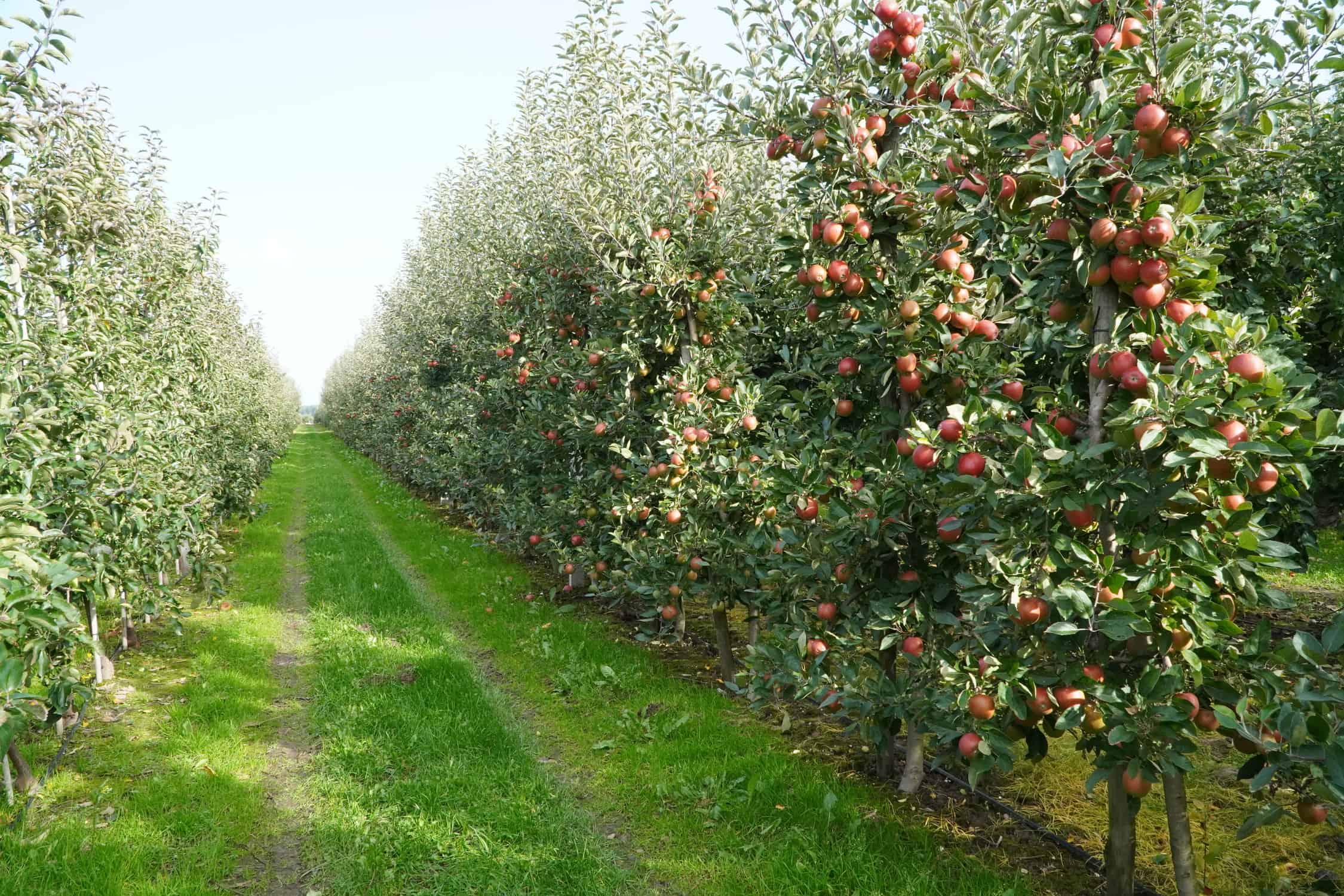 Brexit wzmocni brytyjskie sadownictwo? 