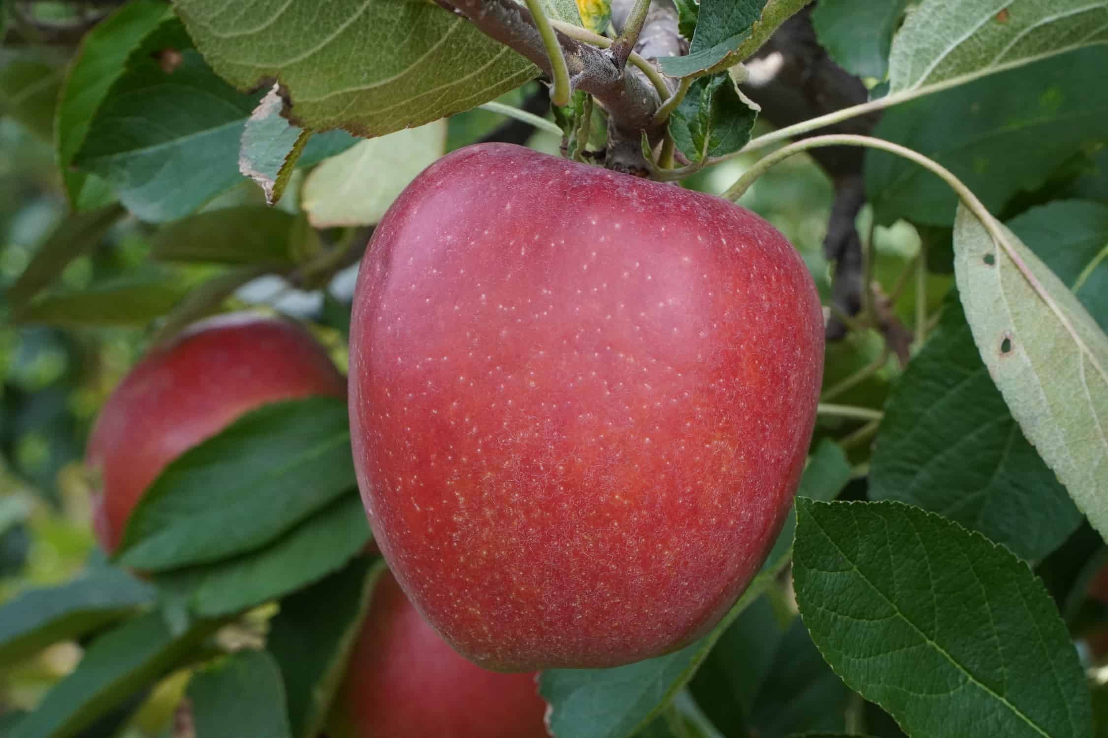Węgierskie jabłka zbyt drogie dla konsumentów