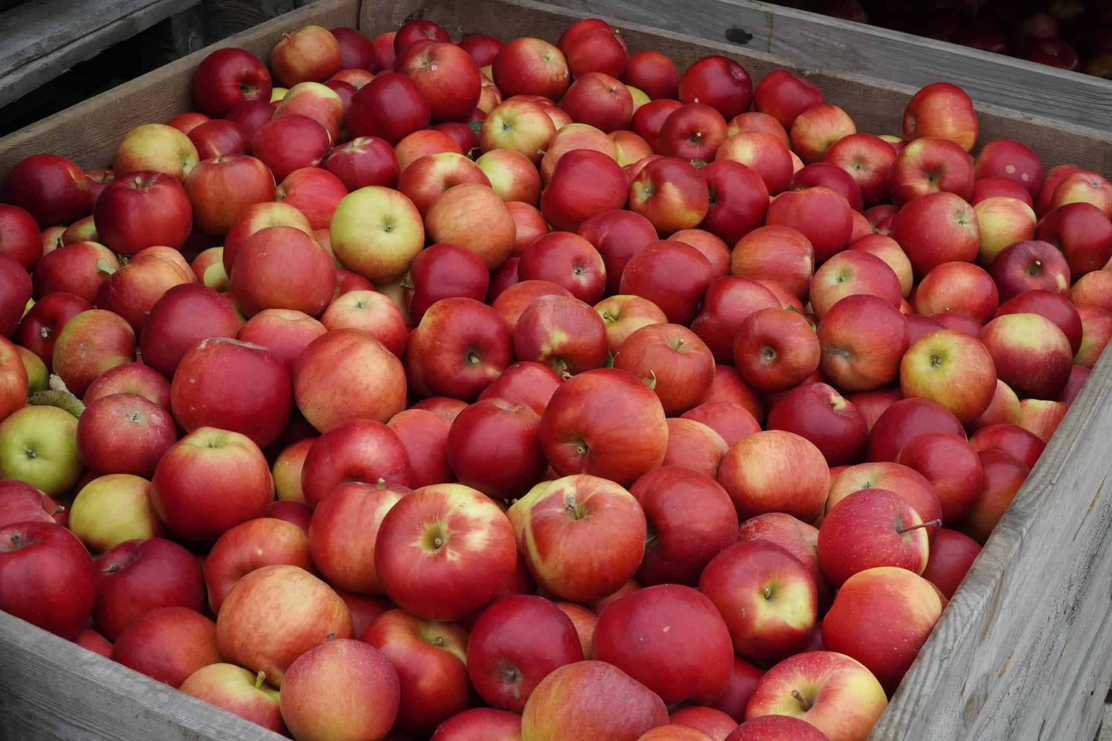 Polscy naukowcy opracowują urządzenie, które pozwoli na dłuższe przechowywanie jabłek