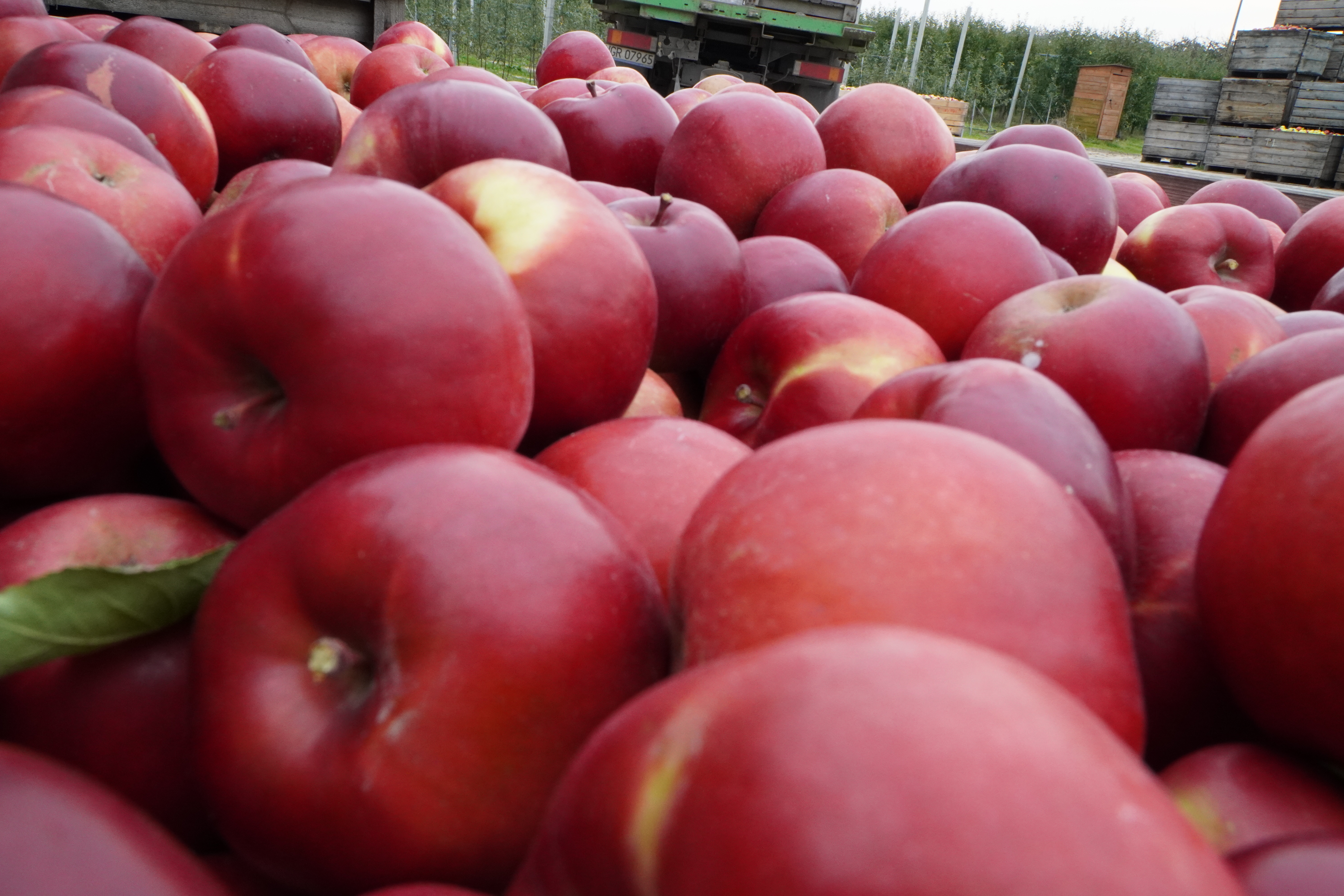 Do 2025 roku produkcja owoców w Rosji wzrośnie do 2,2 miliona ton