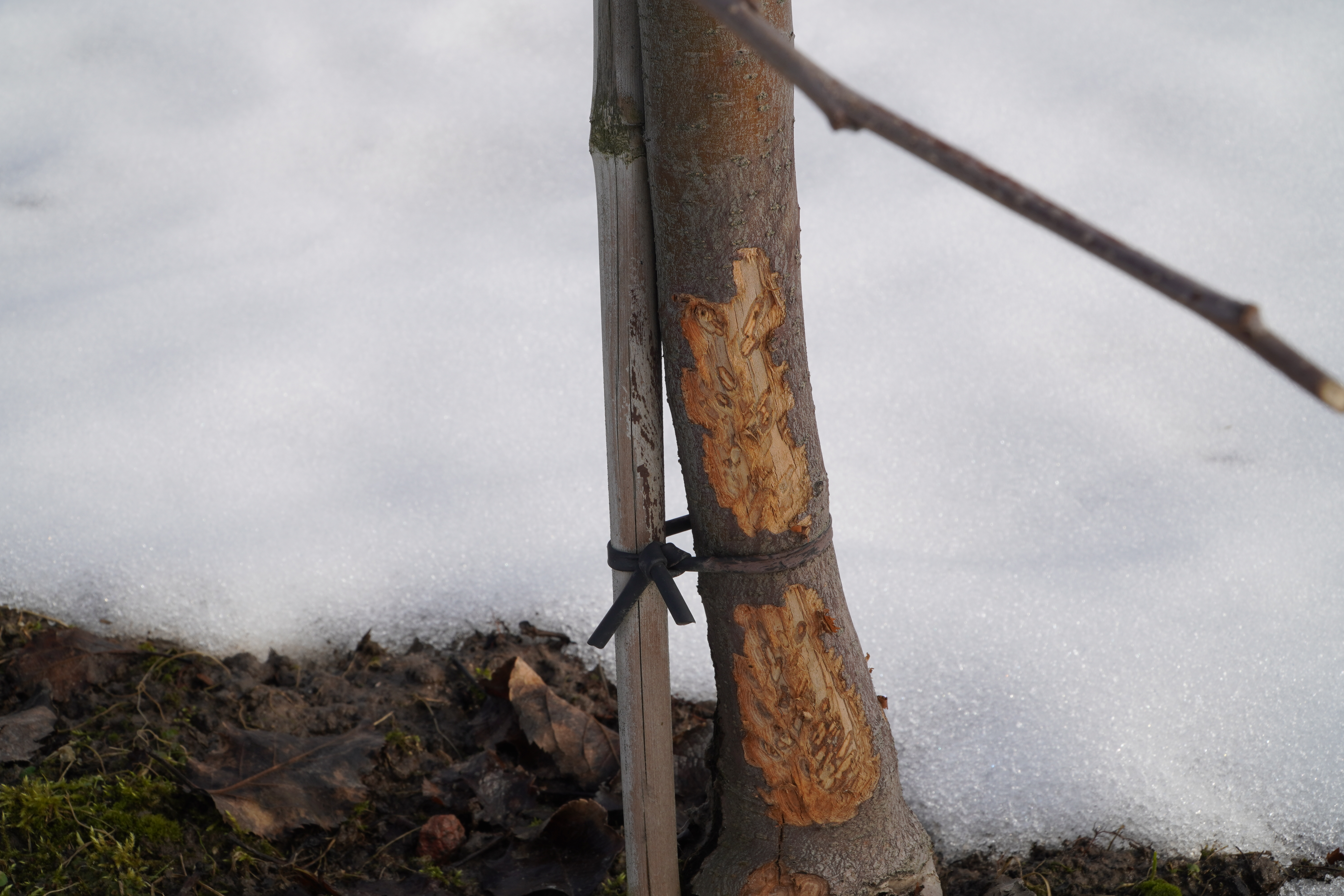 Problem z zającami w sadach