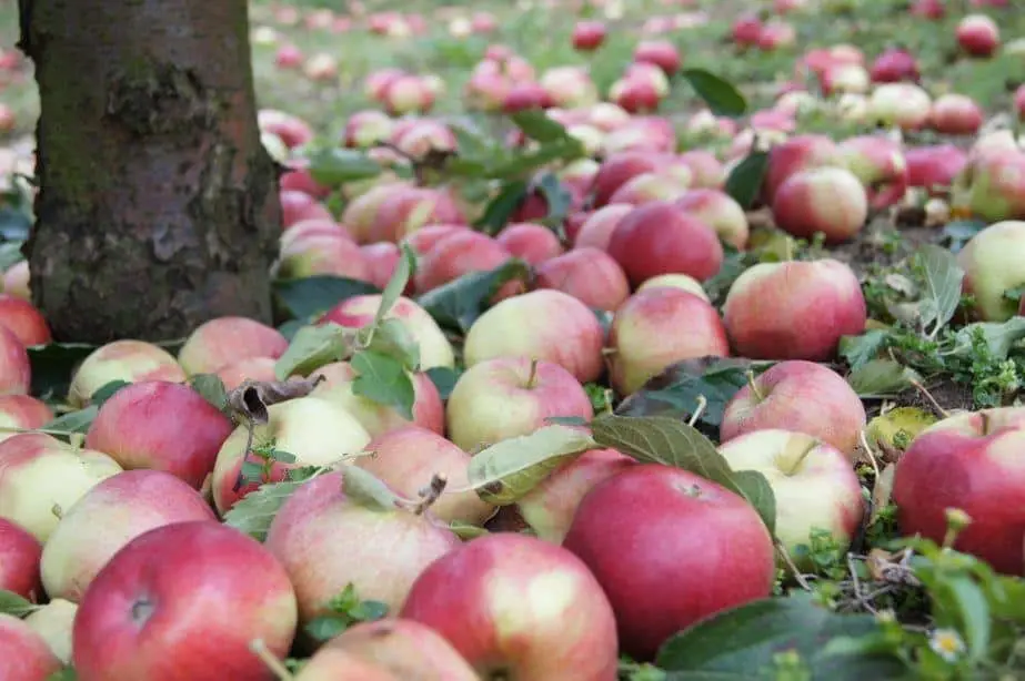 Ceny jabłek przemysłowych w dół