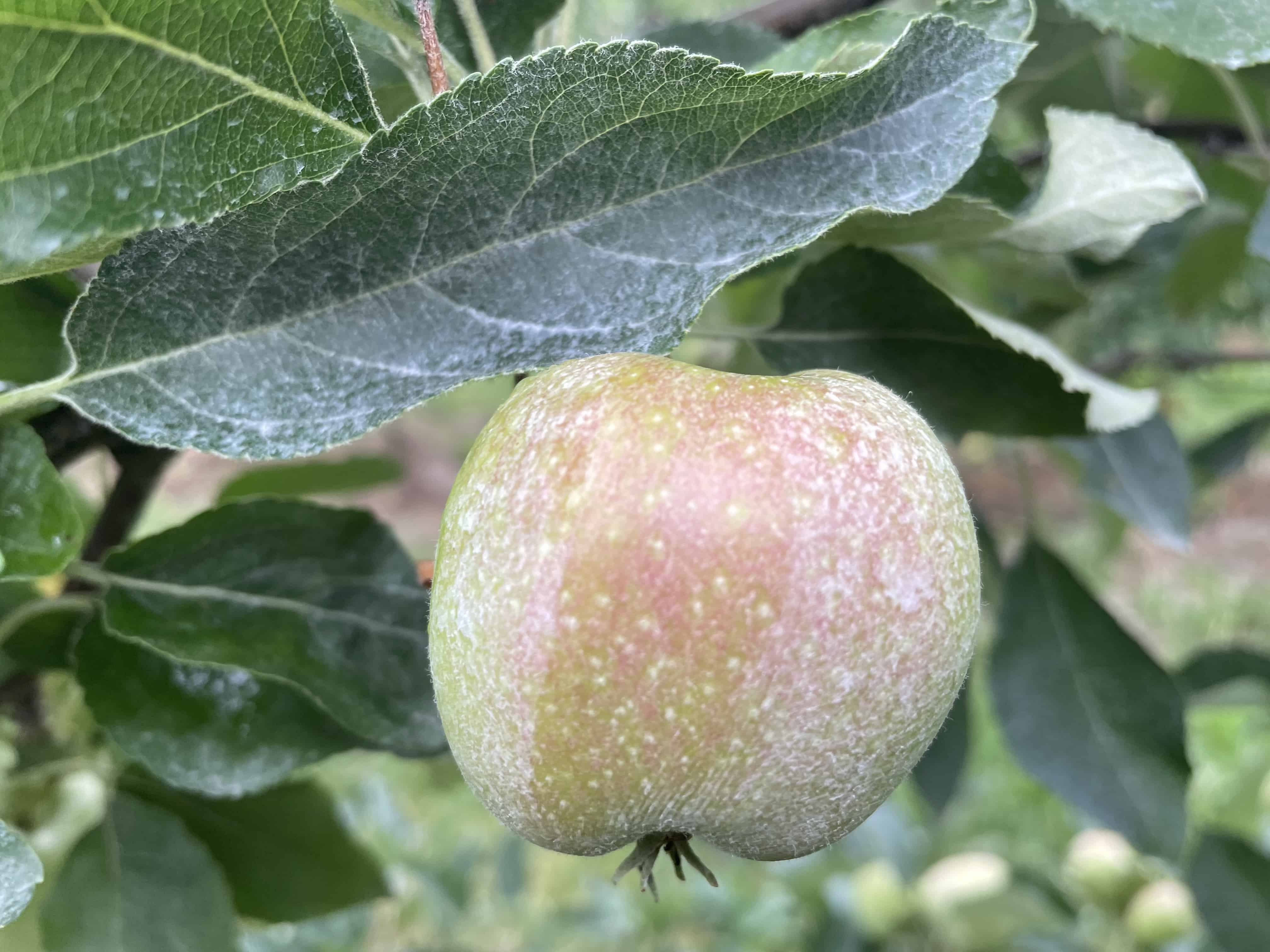 DeccoShield zabezpiecza owoce na okres ok. 20 dni