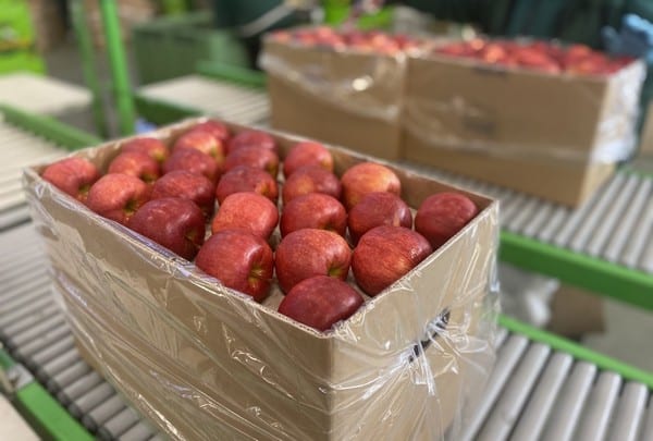 Emilia Lewandowska: Tej jesieni wyeksportowaliśmy o 30% więcej jabłek