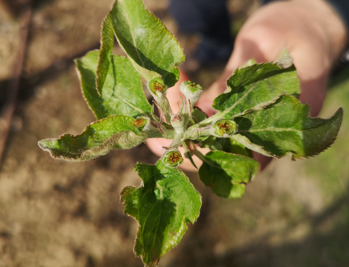 PZU odpowiada w sprawie ubezpieczeń od przymrozków i gradu 