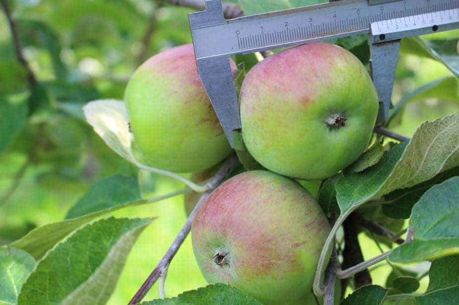Produkcja jabłek przekroczy 3 miliony ton?