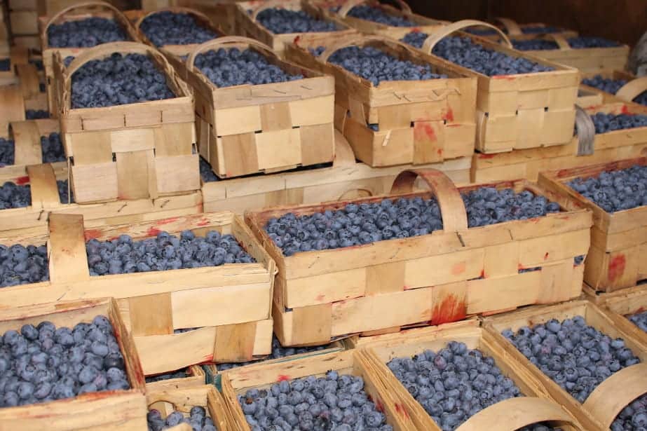 Niedobór borówki na rynku. Jak kształtują się ceny?