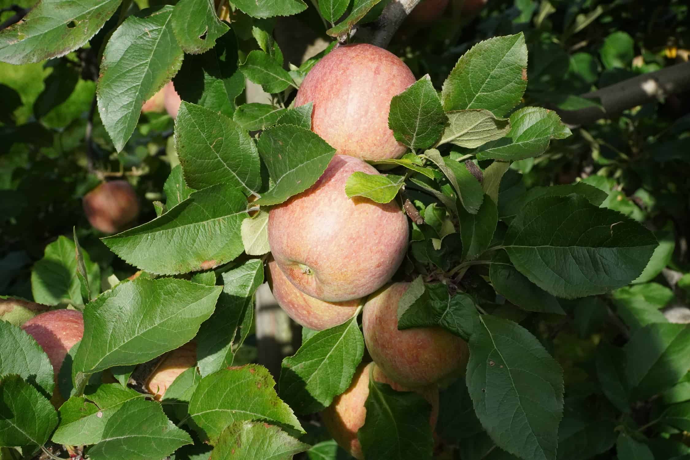 Odmiana Kiku® zyskuje coraz większą popularność 