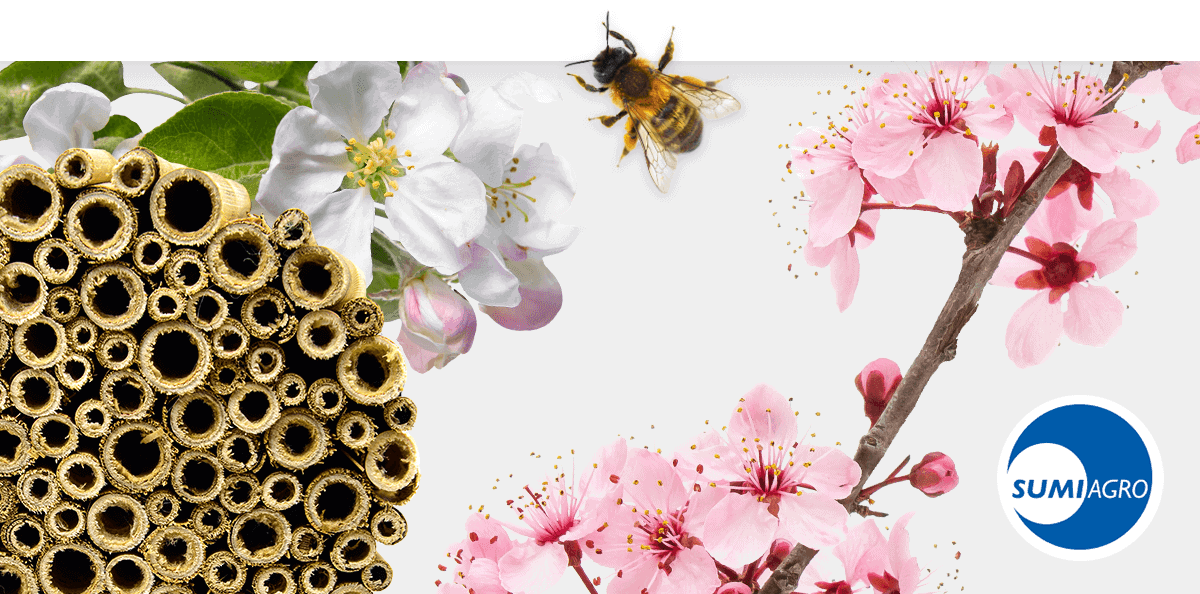 Webinarium: murarka ogrodowa – skuteczna i bezpieczna