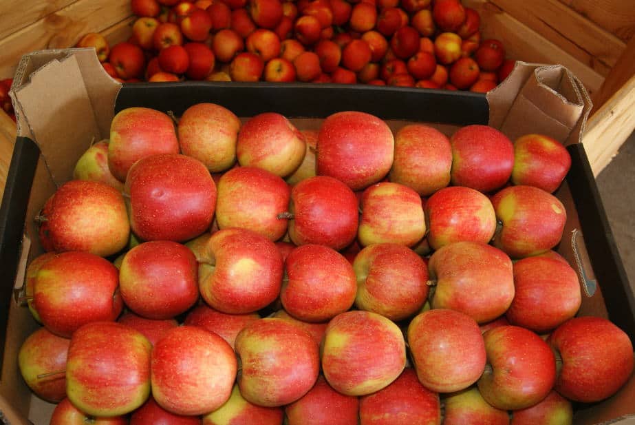 Mołdawscy producenci jabłek przewidują spadek zbiorów, ale wzrost eksportu i cen