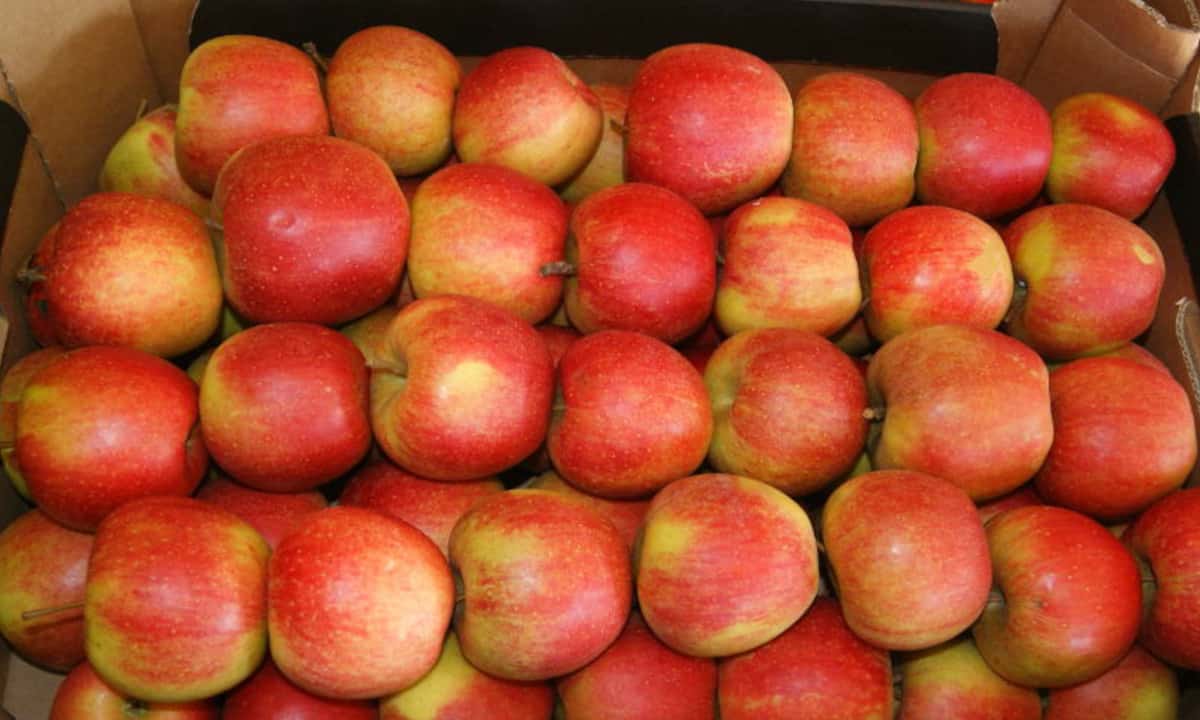 Polskie jabłka za darmo – akcja promocyjna Biedronki