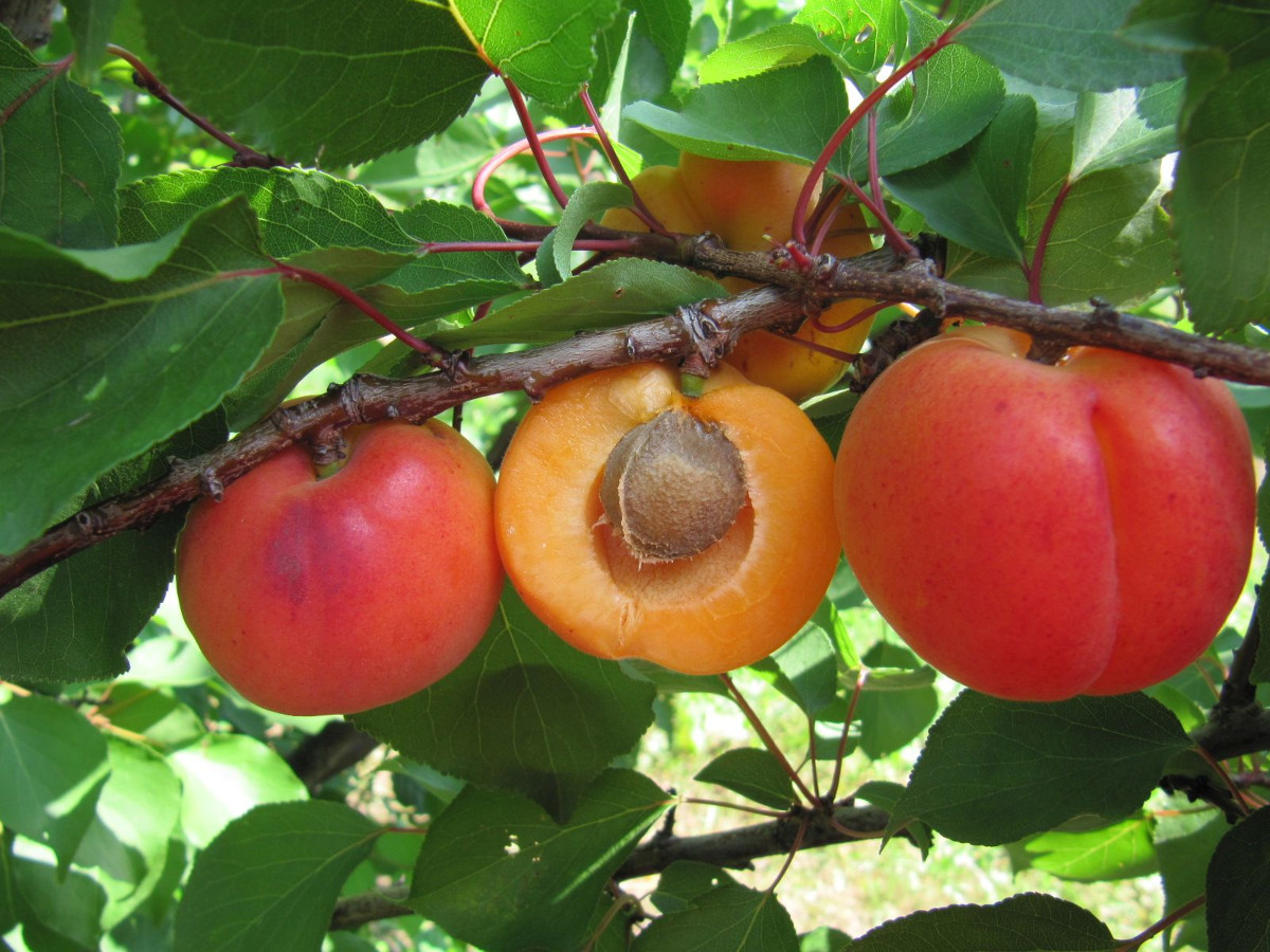 Morela o atrakcyjnych owocach do krajowych sadów 