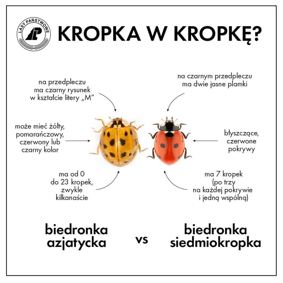 biedronki 1