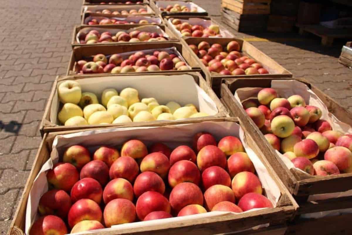 Przegląd cen jabłek na rynkach hurtowych [30.12.2020]