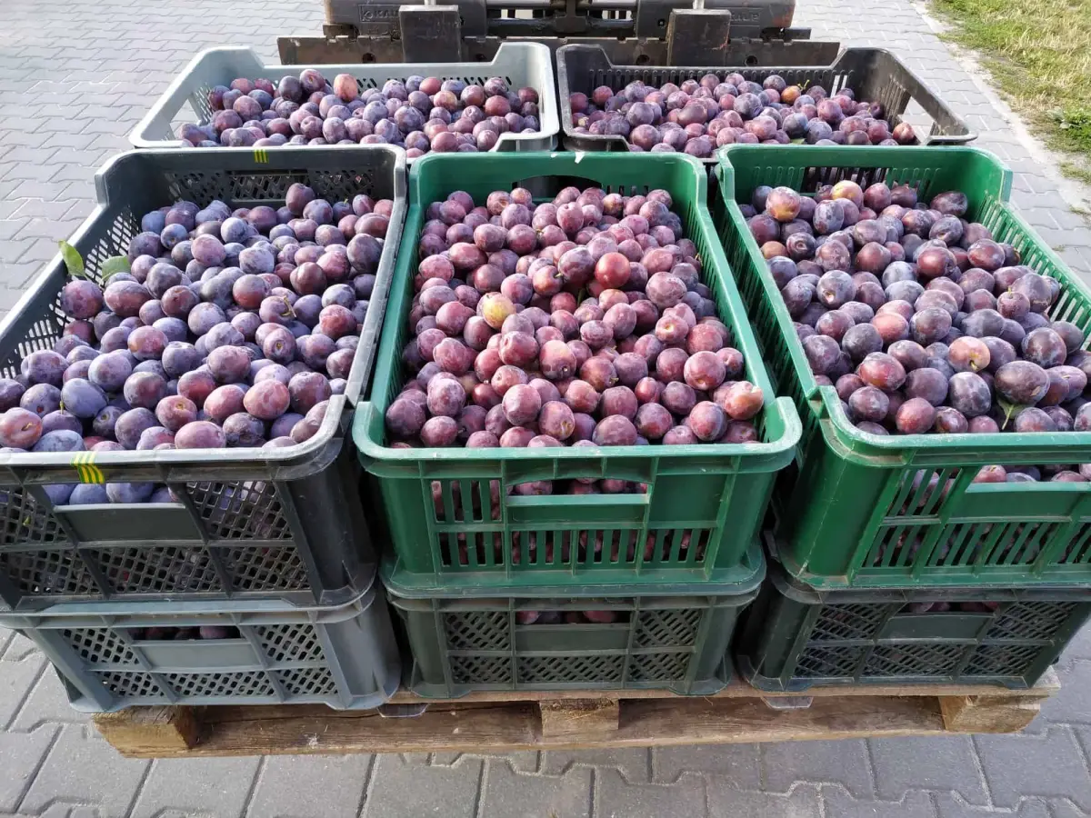 Ceny śliwek u pośredników i na rynku