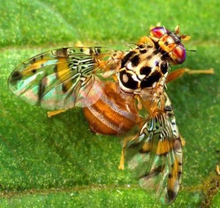 Owocanka południowa – nowy groźny szkodnik sadów owocowych