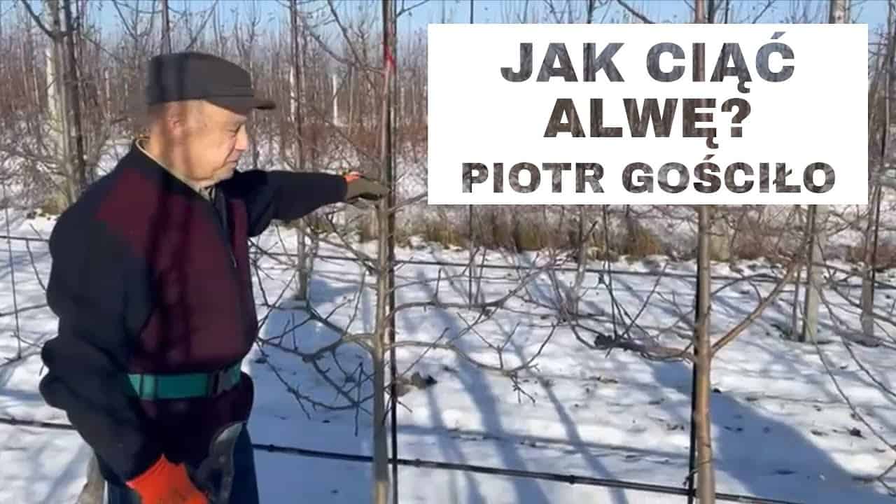 Jak ciąć Alwę? 