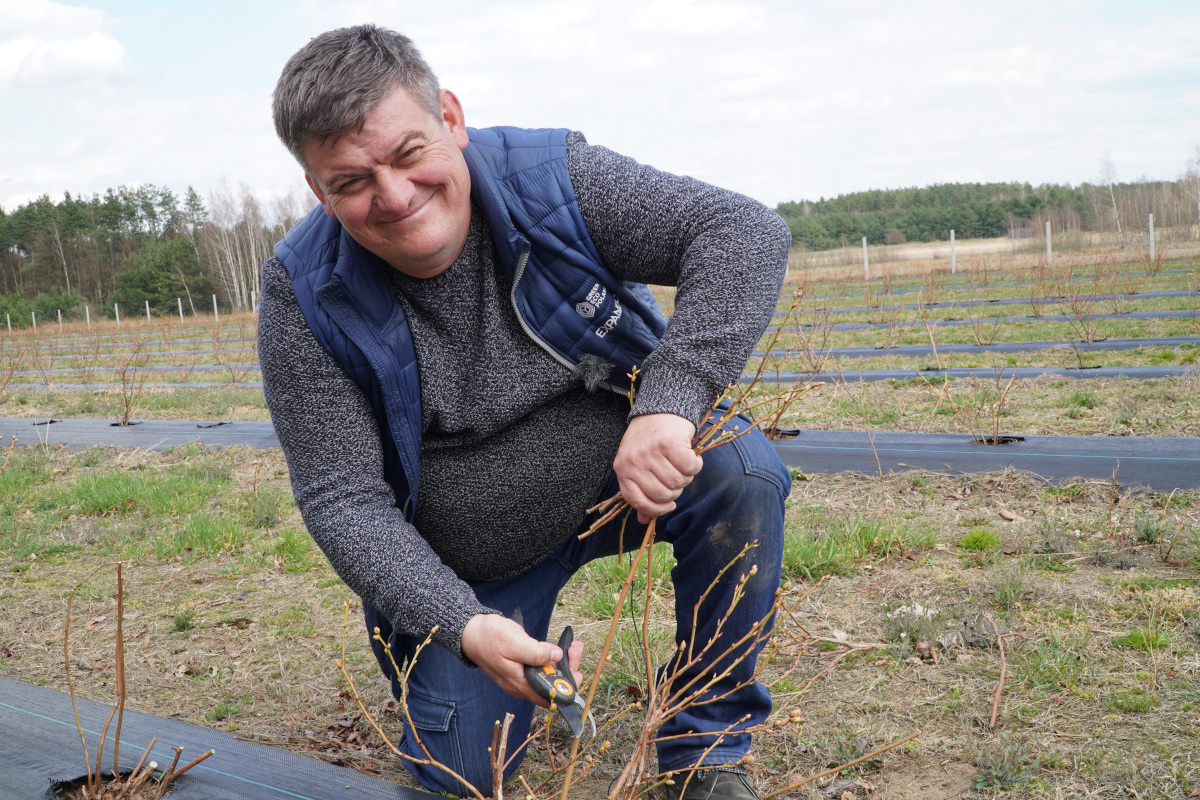 Cięcie borówki – młoda plantacja