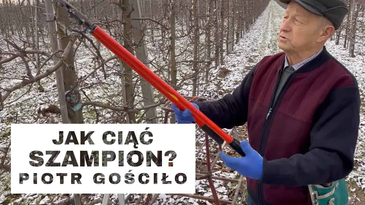 Jak ciąć Szampiona? Komunikat Sadowniczy Piotr Gościło – odc. 1