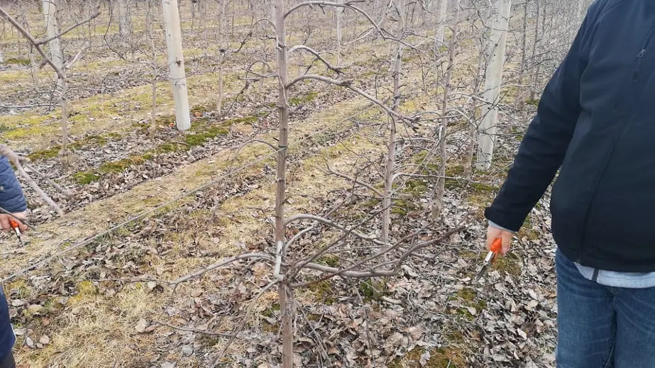 Fałszywe zaproszenia do pracy w sadzie. Kwitnie nielegalny proceder?