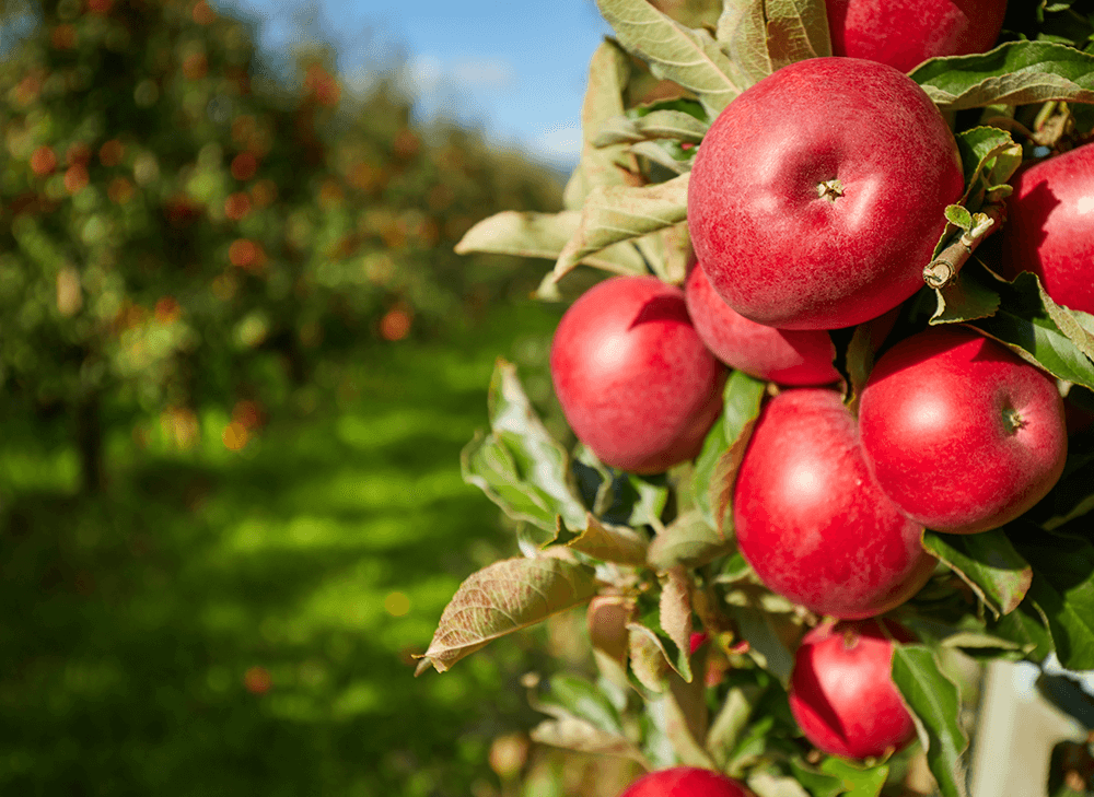 Kilka faktów o produkcji jabłek w Kanadzie 