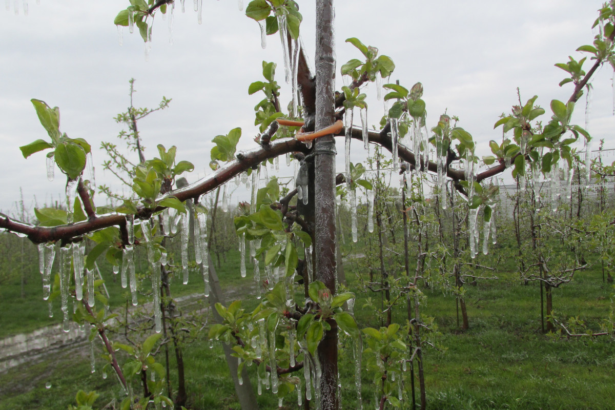 Mróz, przymrozek/przymrozki w sadzie, co robić przed i po?
