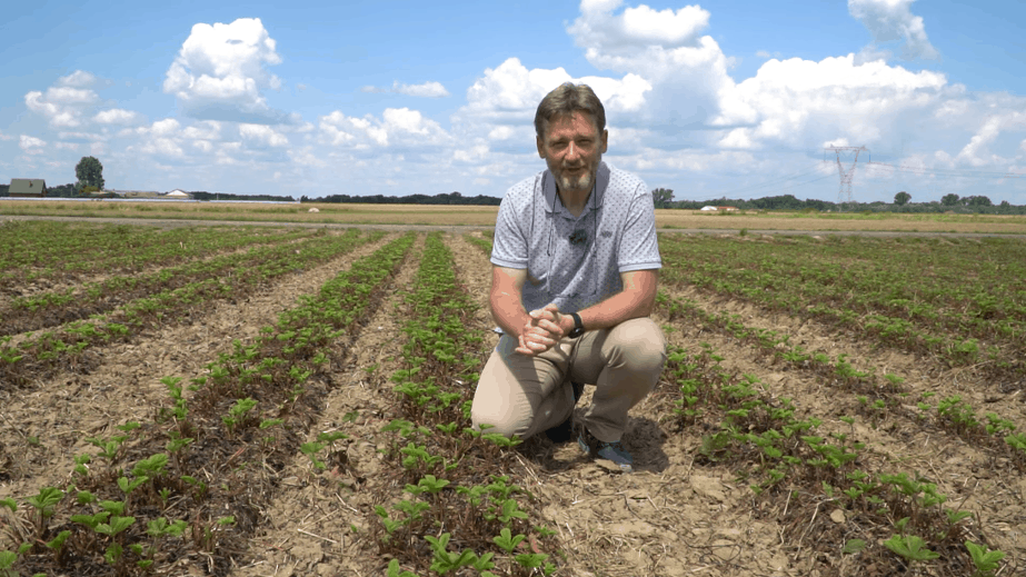 Truskawki – Jak poprawić kondycję roślin i rozwój systemu korzeniowego, dr Michał Pniak, Biocont