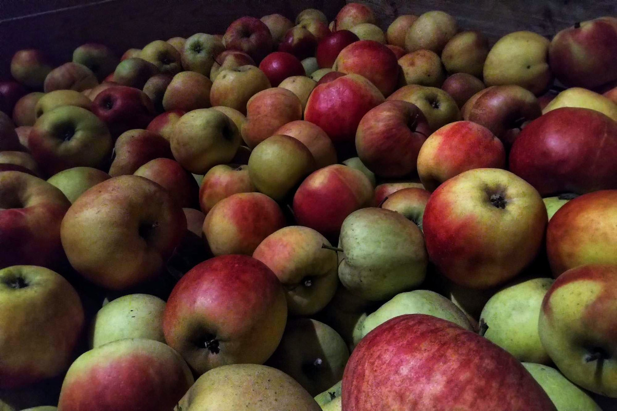 Rynek aż kipi od nadmiaru jabłek drugiej klasy