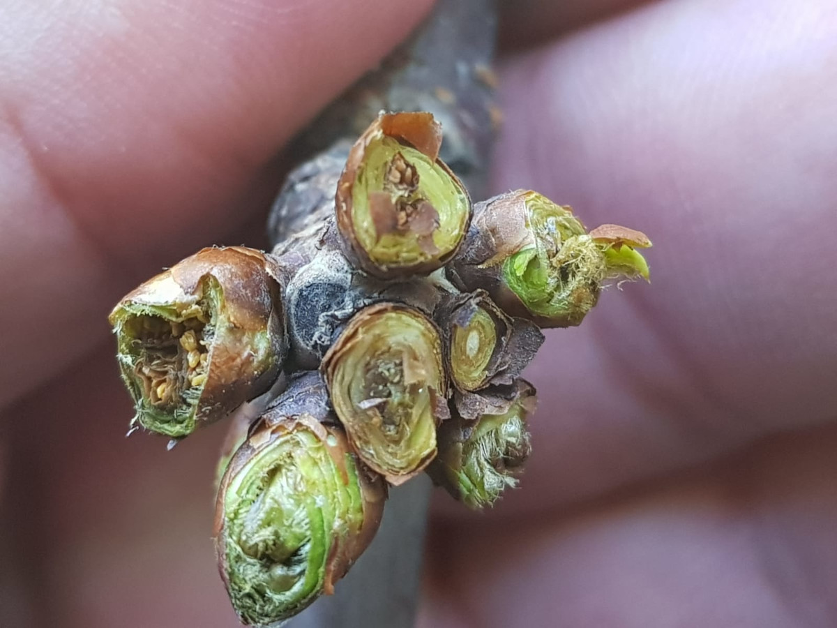 Dziura w budżecie państwa powodem odmów ubezpieczeń sadów i plantacji?