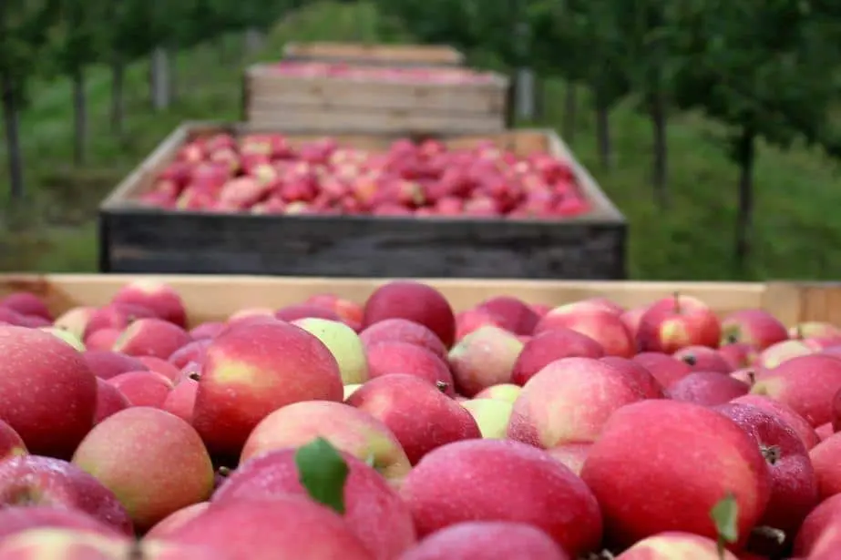 Białoruś, a handel jabłkami