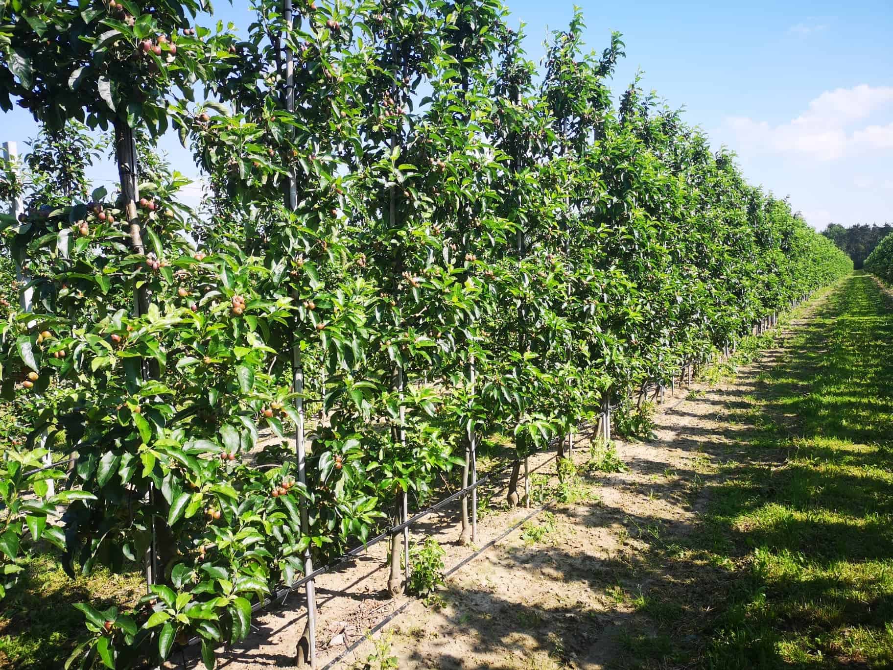 Fertygacja – skuteczne nawożenie sadu