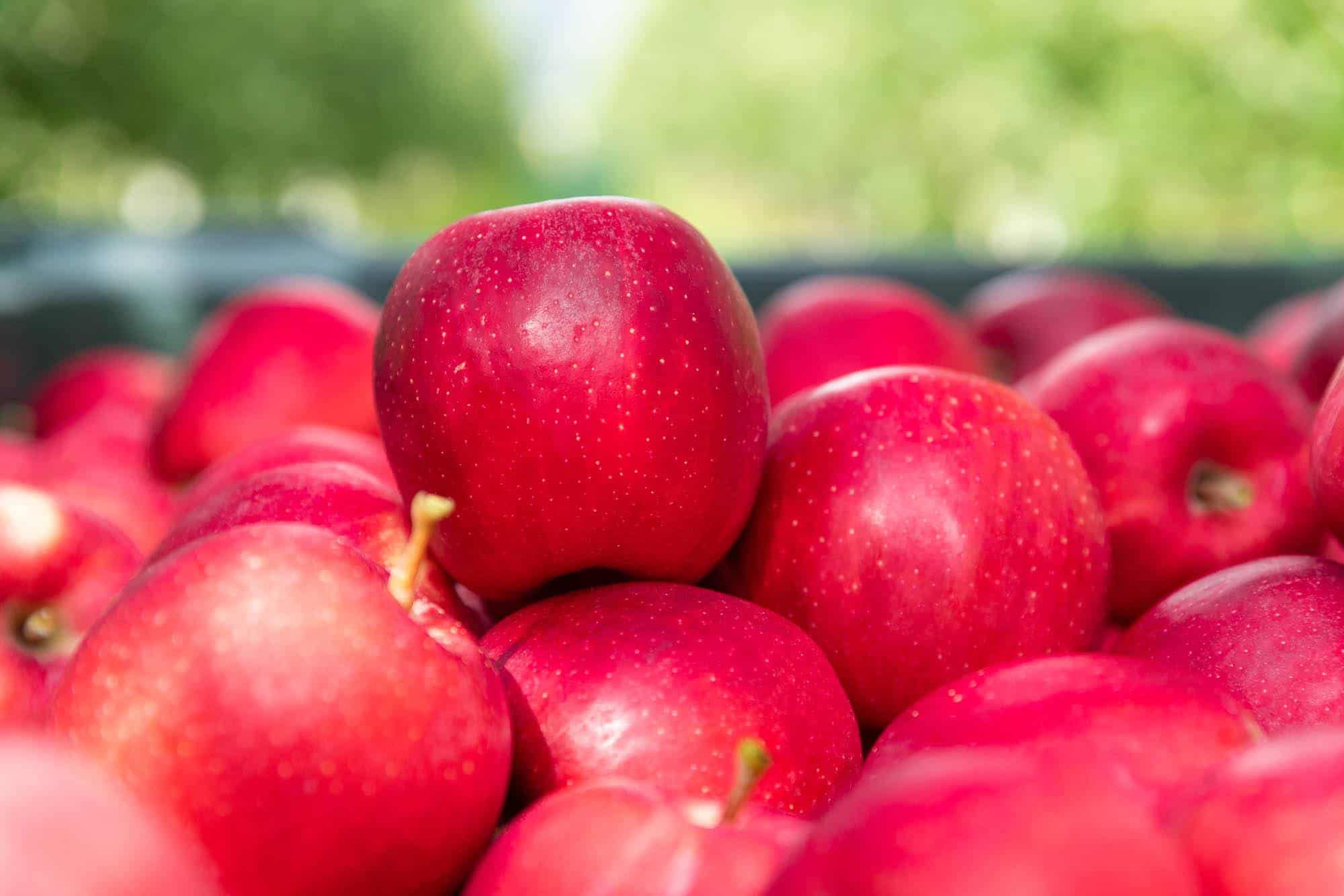 Włochy: Spada produkcja Goldena, Gala bije rekordy. Ile jabłek wyprodukowali Włosi? 