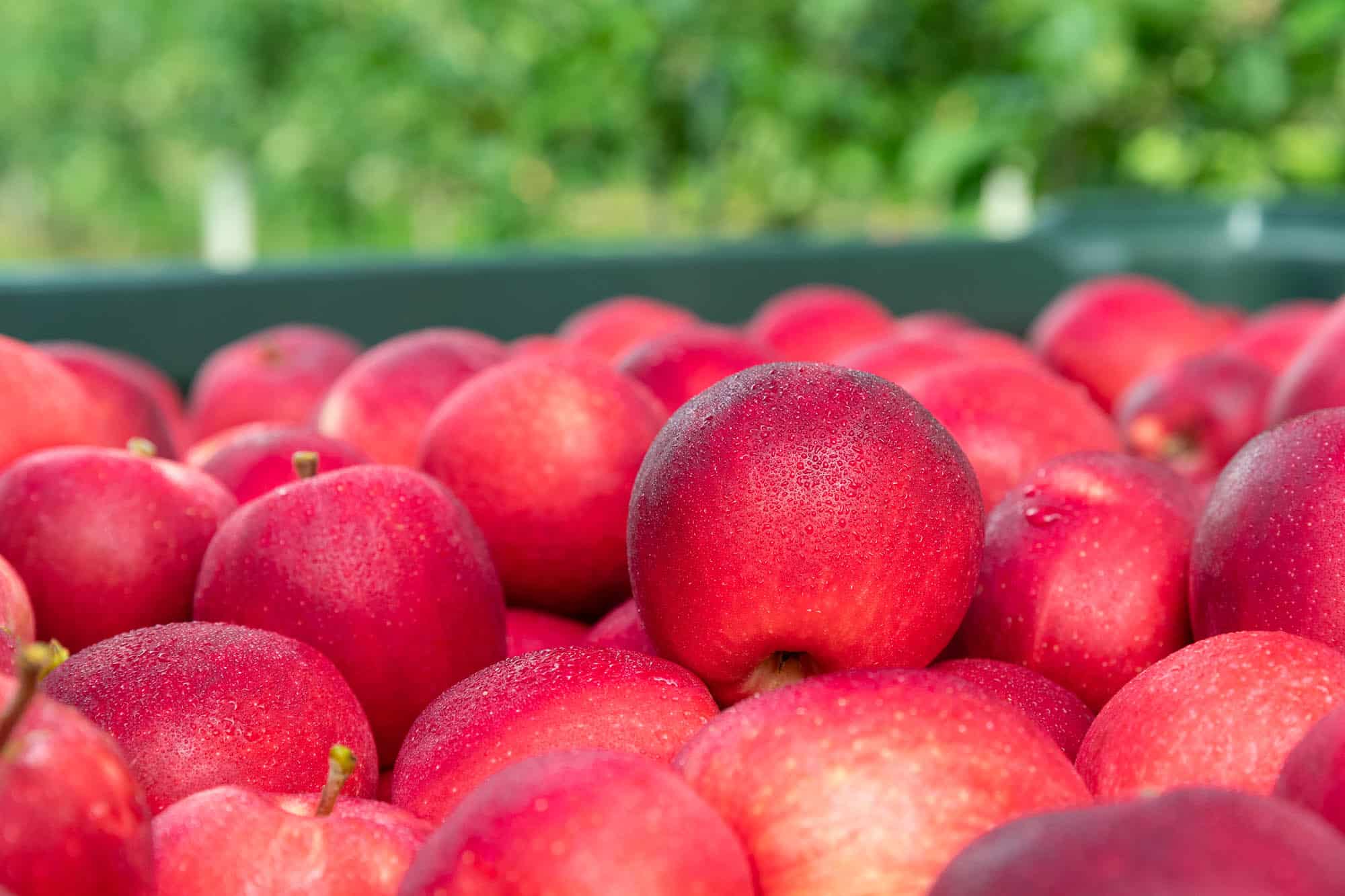 USDA: Światowa produkcja jabłek w sezonie 2020/2021