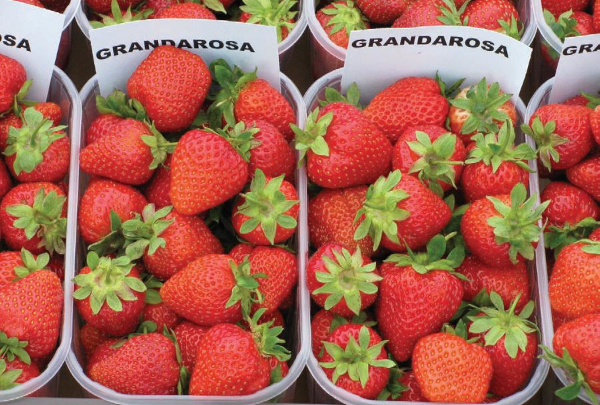 ‘Grandarosa’ od kilku lat popularna w uprawie 