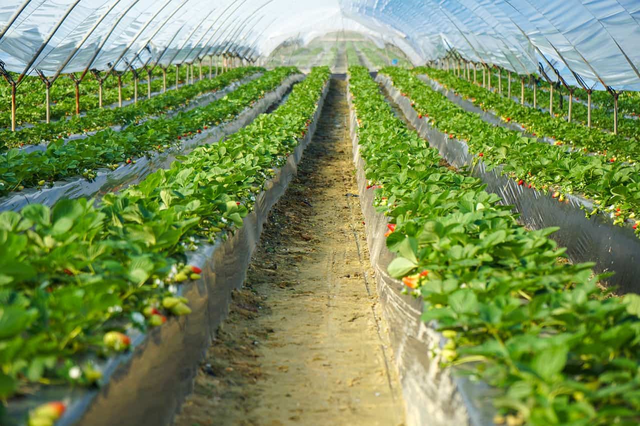 Wytyczne dla producentów rolnych zatrudniających cudzoziemców przy pracach sezonowych