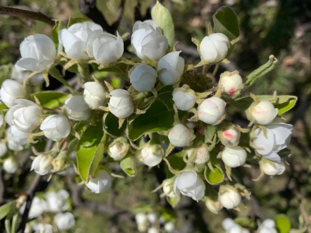 Przymrozki nie spowodowały znaczących szkód w belgijskich sadach