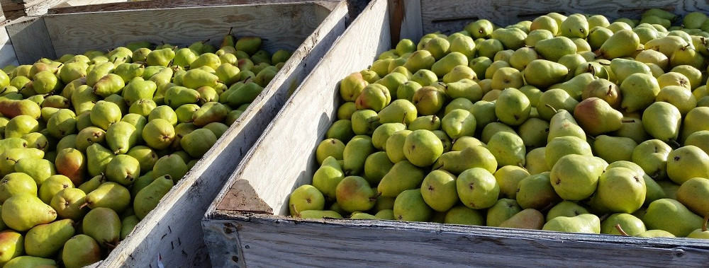 Belgia: Producenci gruszek nie powinni być ofiarami sankcji wobec Białorusi