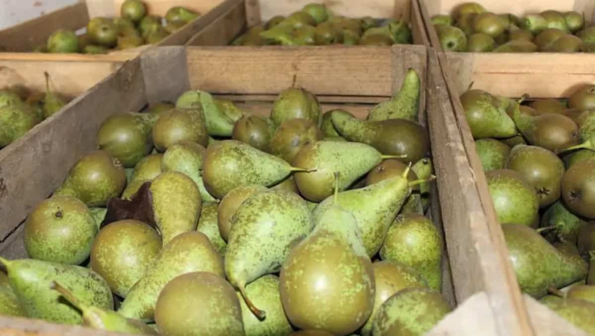 Studenci uratują zbiory gruszek w Belgii? 