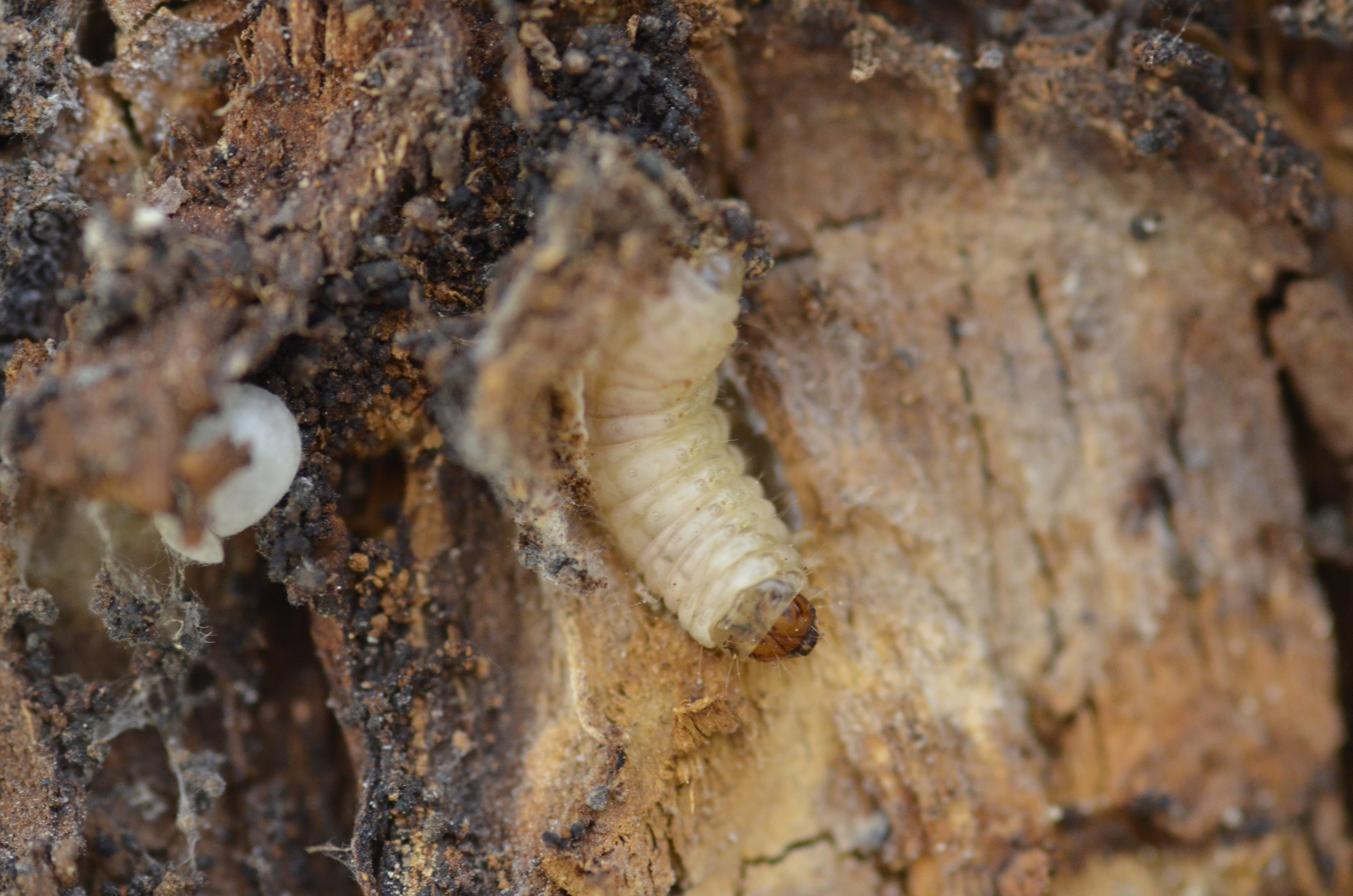 HortiOchrona – internetowy system wspierający integrowaną ochronę roślin ogrodniczych przed agrofagami 