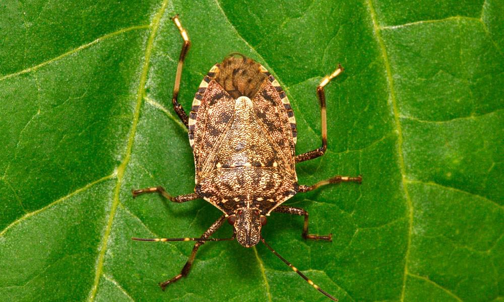 Rosja: Halyomorpha halsy znaleziona w przesyłce jabłek z Serbii