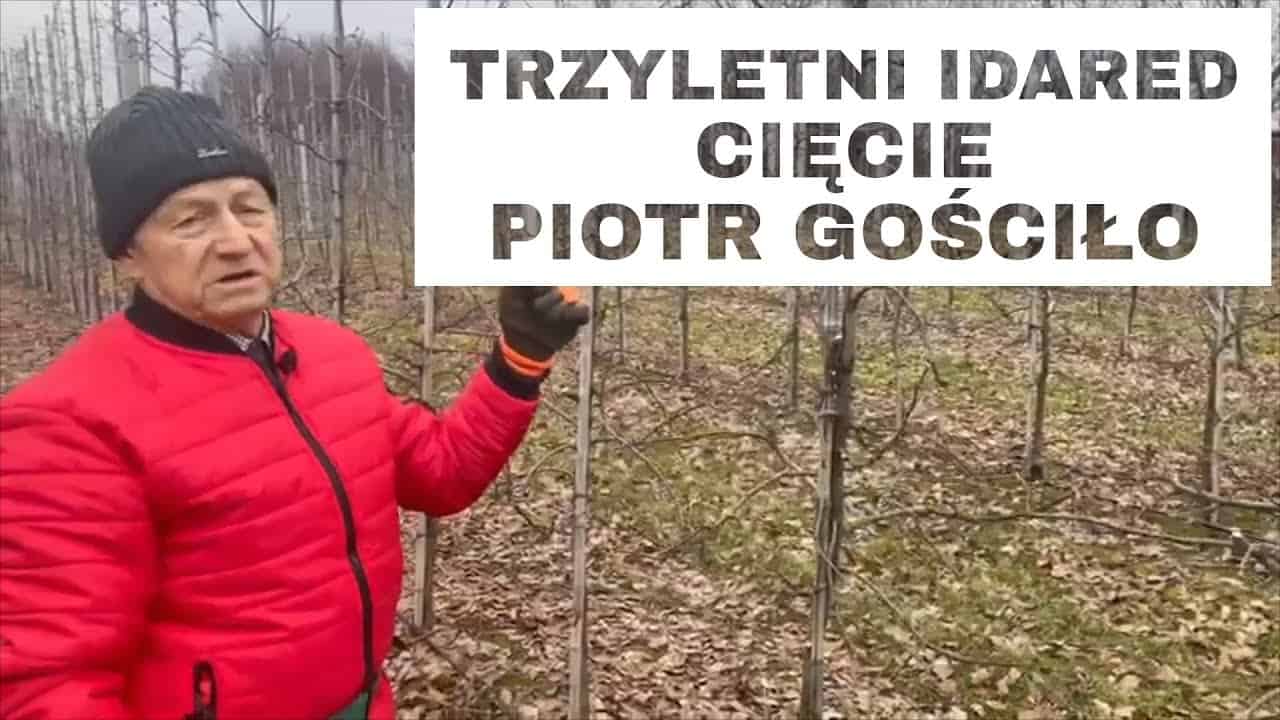 Trzyletni Idared – cięcie / Komunikat Sadowniczy Piotr Gościło