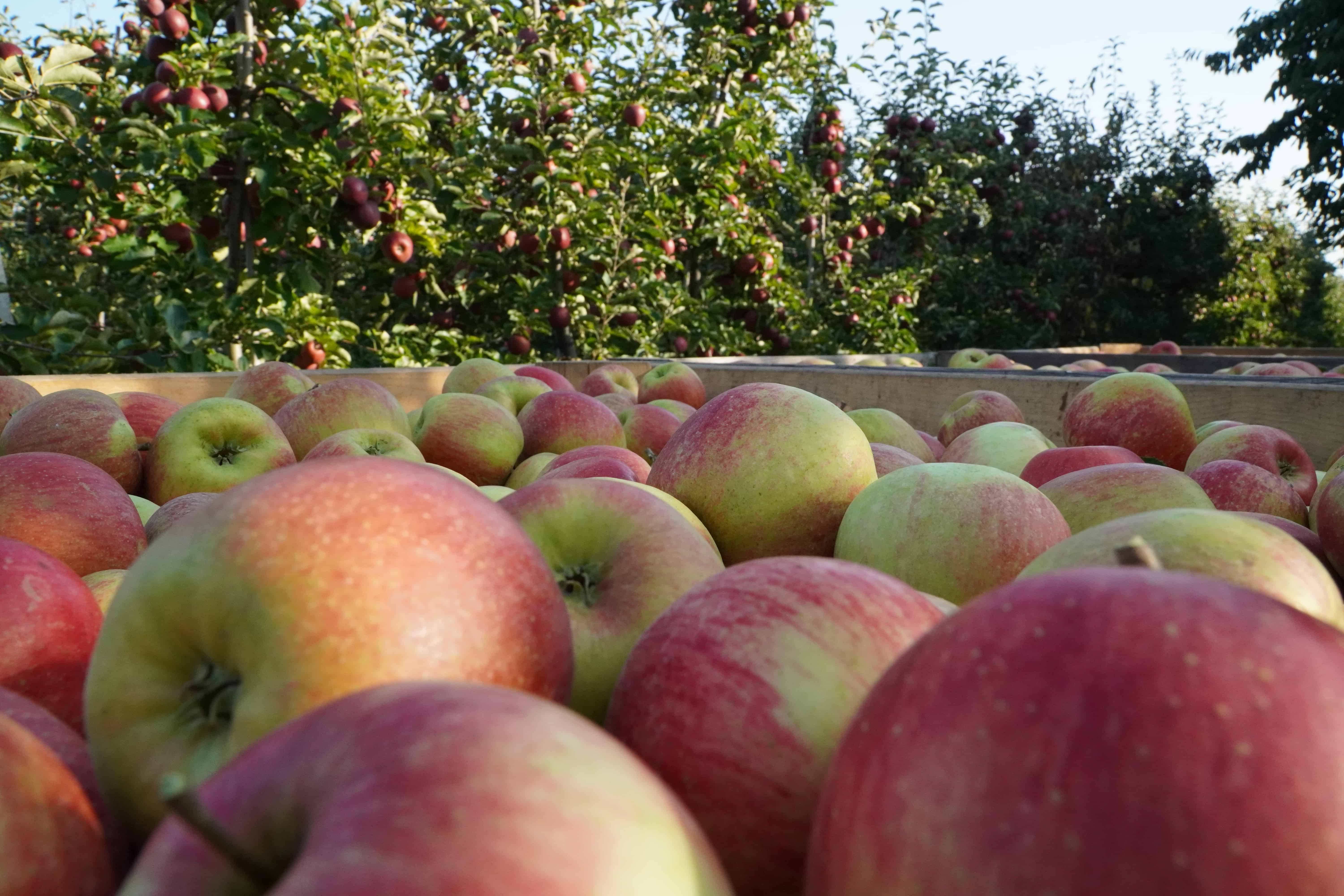 Produkcja jabłek jest na granicy opłacalności?