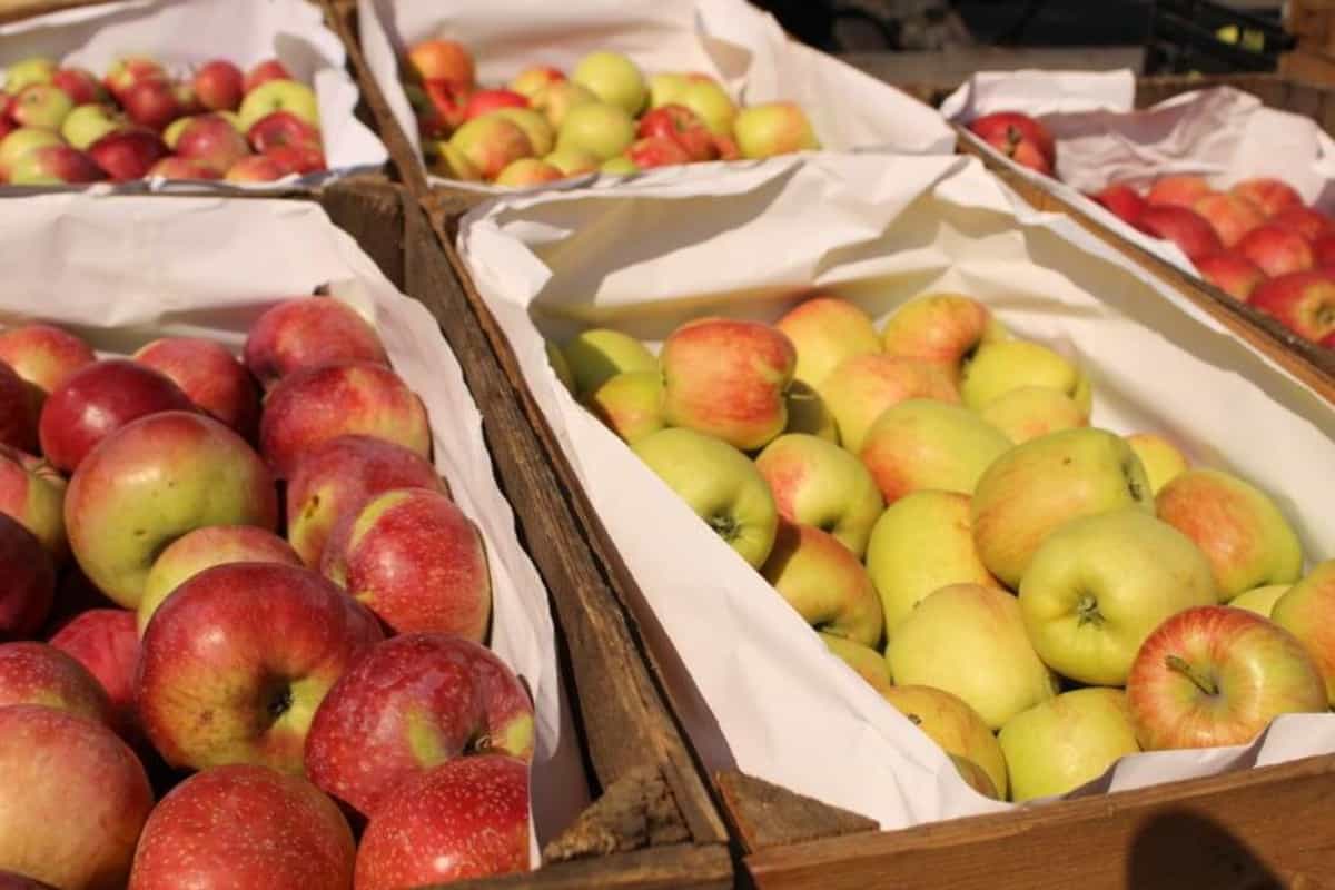 Ceny jabłek na rynkach hurtowych