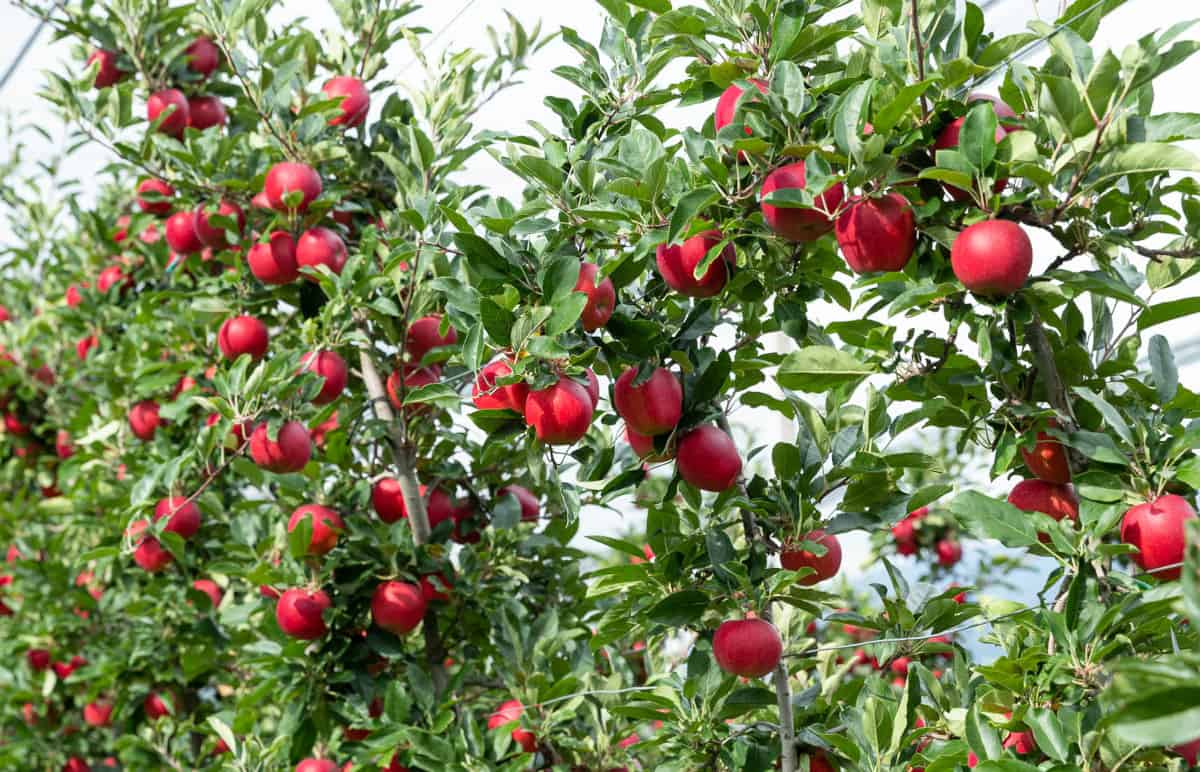 Wyprodukowaliśmy o 10% więcej jabłek niż w 2019 roku