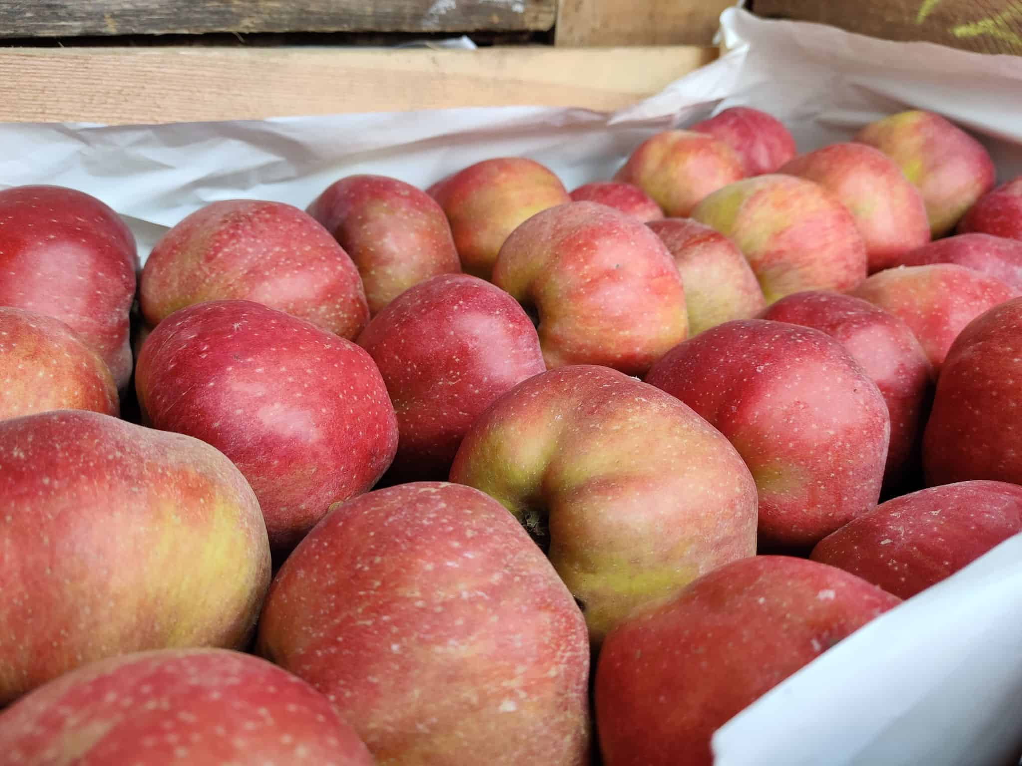 Przegląd cen jabłek na rynkach hurtowych [24.02.2021]