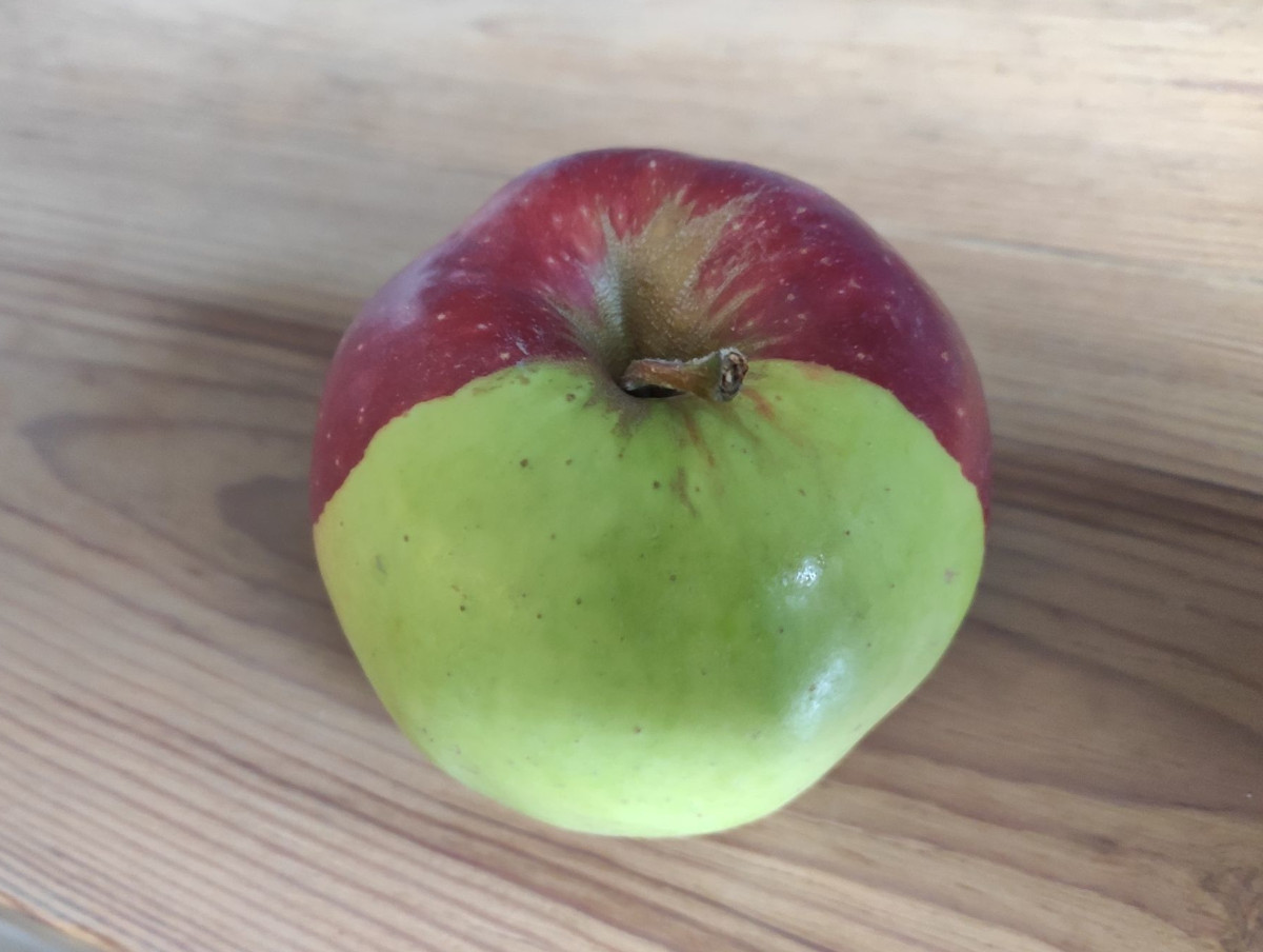 Czy sadownicy potrafią korzystać ze swojej reprezentacji w Izbach Rolniczych?