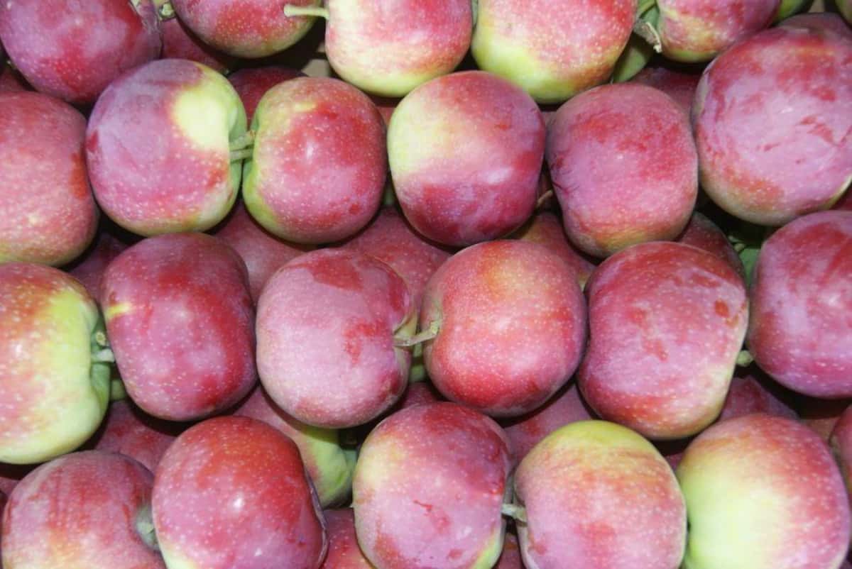 Rosja przedłuża embargo na żywność z Unii Europejskiej